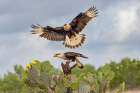 Crested caracara in flight-Rio Grande Valley-Texas Art Print